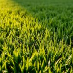 Supplier Rumput Sintetis Terbaik untuk Kebutuhan Anda